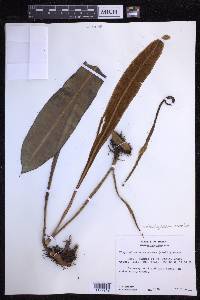 Elaphoglossum aemulum image