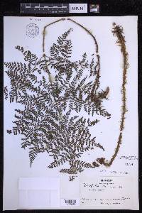 Dryopteris glabra image