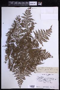 Dryopteris glabra image