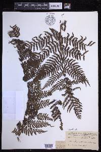 Dryopteris unidentata image