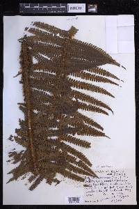 Dryopteris wallichiana image