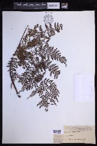 Dryopteris glabra image