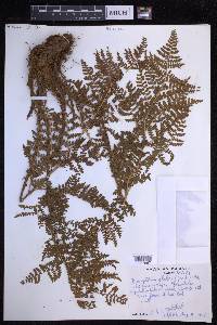 Dryopteris glabra image