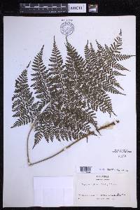 Dryopteris glabra image