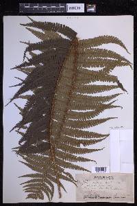 Dryopteris wallichiana image