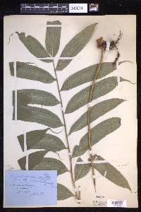Polypodium angustatum image