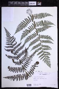 Dryopteris unidentata image