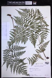 Dryopteris nuda image