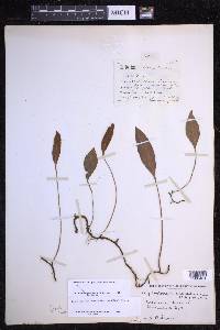 Elaphoglossum pellucidum image