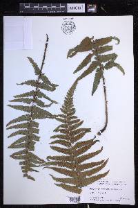 Dryopteris fuscoatra image