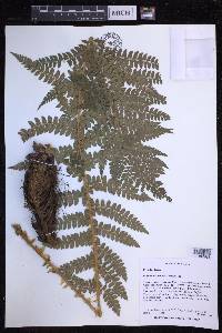 Polystichum braunii image