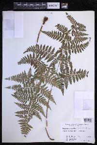 Dryopteris glabra image