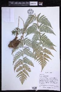 Dryopteris peninsulae image