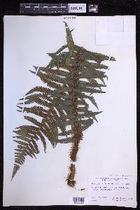 Dryopteris wallichiana image