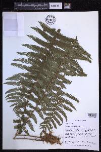 Dryopteris crassirhizoma image