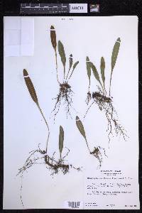 Elaphoglossum wawrae image