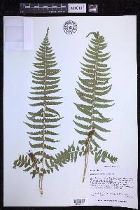 Polystichum tripteron image