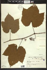 Vitis vulpina image