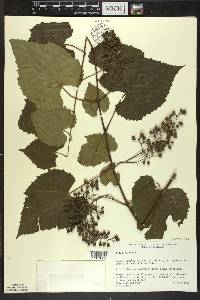 Vitis vulpina image