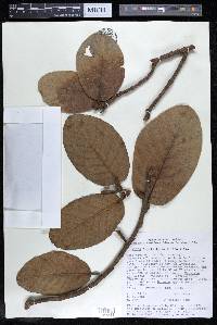 Ficus lapathifolia image