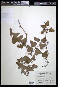 Smilax bona-nox image