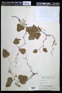 Smilax bona-nox image