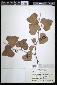 Smilax bona-nox image