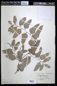 Smilax auriculata image