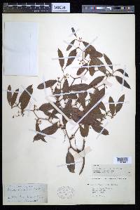 Smilax auriculata image