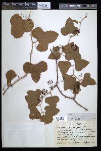 Smilax bona-nox image