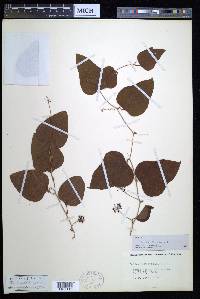 Smilax bona-nox image