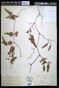 Smilax auriculata image