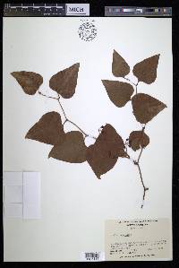 Smilax bona-nox image