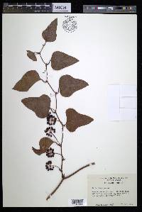 Smilax bona-nox image