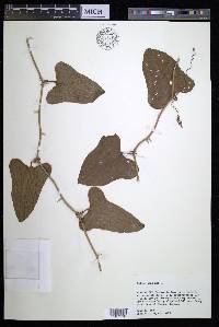 Smilax bona-nox image