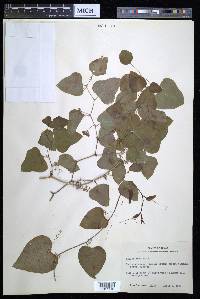 Smilax bona-nox image