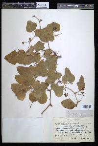 Smilax bona-nox image