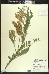 Astragalus canadensis image