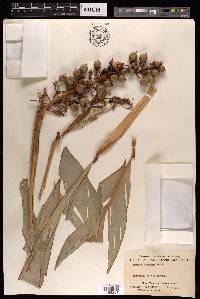 Alpinia caerulea image