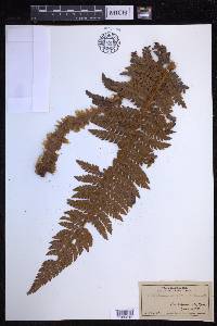 Polystichum hillebrandii image