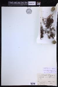 Hymenophyllum myriocarpum image