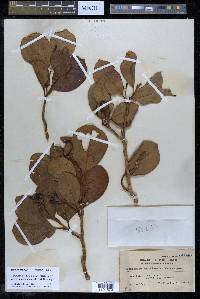 Gomphandra luzoniensis subsp. septentrionalis image