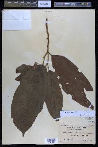 Codiocarpus merrittii image
