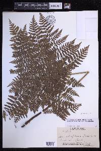 Dryopteris glabra image