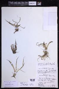 Isoetes boliviensis image