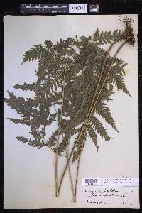 Pteris laevis image