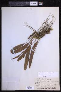 Elaphoglossum wawrae image