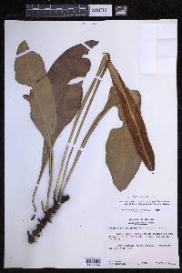 Elaphoglossum parvisquameum image