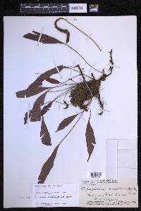 Elaphoglossum pellucidum image