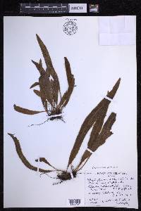 Elaphoglossum paleaceum image